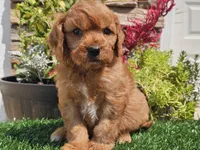 Gibson, a male Cavapoo for sale in Boyden, IA – 3 of 10