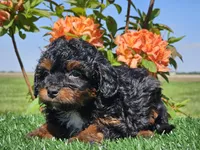 Jeska, a female Miniature Aussiedoodle for sale in Boyden, IA – 7 of 10