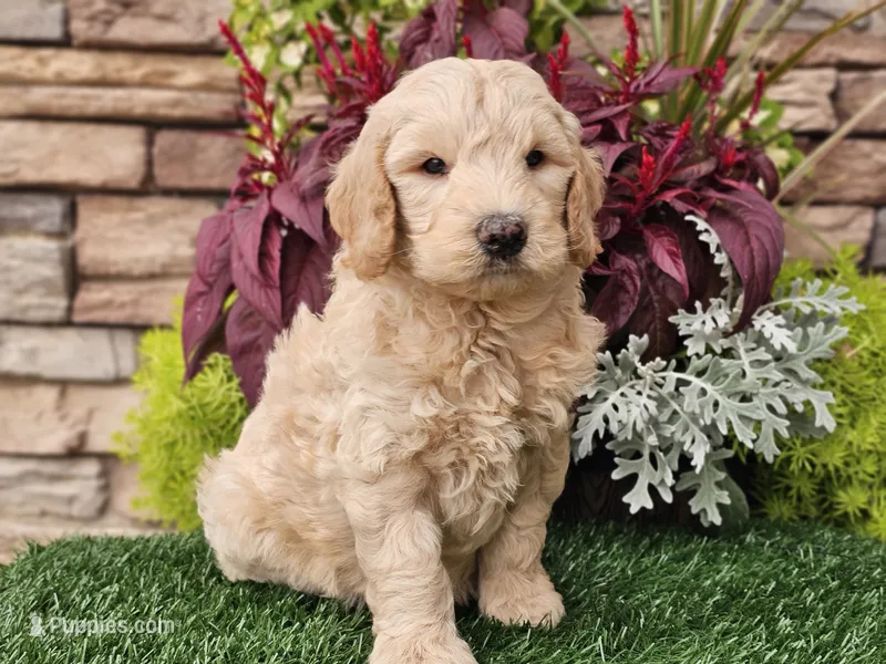 Walter, a male Goldendoodle for sale in Boyden, IA – 1 of 10