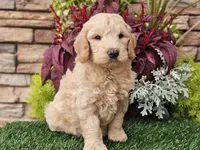 Walter, a male Goldendoodle for sale in Boyden, IA – 1 of 10