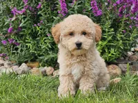 Sunny, a male Havapoo for sale in Boyden, IA – 2 of 9