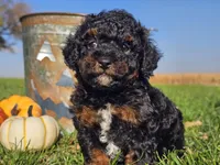Brandy, a female Havapoo for sale in Boyden, IA – 3 of 10
