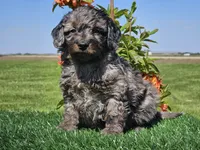 Janko, a male Miniature Aussiedoodle for sale in Boyden, IA – 10 of 10