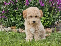 Sunny, a male Havapoo for sale in Boyden, IA – 9 of 9
