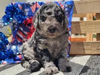 Kyros, a male Bernedoodle for sale in Boyden, IA – 3 of 10