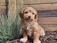 Rosa, a female Havapoo for sale in Boyden, IA – 3 of 10