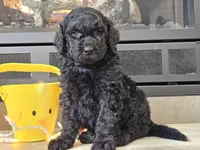 Dex, a male Goldendoodle for sale in Boyden, IA – Photo 10 of 10