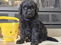 Dex, a male Goldendoodle for sale in Boyden, IA – Photo 8 of 10