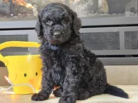 Dex, a male Goldendoodle for sale in Boyden, IA – Photo 9 of 10