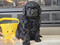 Dex, a male Goldendoodle for sale in Boyden, IA – Photo 5 of 10