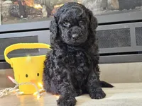 Dex, a male Goldendoodle for sale in Boyden, IA – Photo 2 of 10