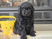 Dex, a male Goldendoodle for sale in Boyden, IA – Photo 1 of 10