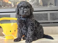 Dex, a male Goldendoodle for sale in Boyden, IA – Photo 6 of 10