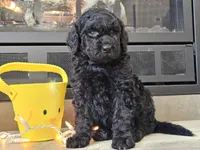 Dex, a male Goldendoodle for sale in Boyden, IA – Photo 7 of 10