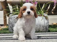 Tango, a male Cavapoo for sale in Boyden, IA – 8 of 10