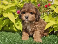 Noah, a male Shihpoo for sale in Boyden, IA – 3 of 10