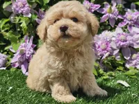 Colt, a male Havapoo for sale in Boyden, IA – 10 of 10