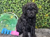 Felix, a male Whoodle for sale in Boyden, IA – 9 of 10