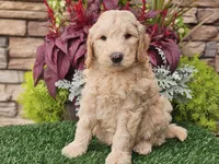 Walter, a male Goldendoodle for sale in Boyden, IA – 6 of 10