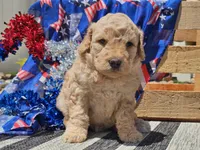 Kysa, a female Bernedoodle for sale in Boyden, IA – 10 of 10