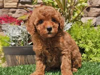 Dascha, a female Poodle - Miniature  for sale in Boyden, IA – 7 of 10