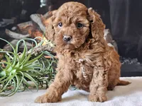 Kairi, a female Cavapoo for sale in Boyden, IA – 2 of 10