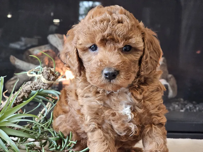 Kirby  – Cavapoo puppy for sale in Boyden, IA