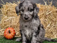 Stetson , a male Goldendoodle for sale in Boyden, IA – 4 of 10