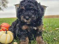 Bear, a male Havapoo for sale in Boyden, IA – 5 of 10