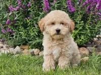 Sunny, a male Havapoo for sale in Boyden, IA – 4 of 9