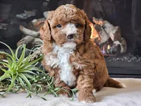 Kiwi, a male Cavapoo for sale in Boyden, IA – 10 of 10