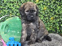 Forest , a male Whoodle for sale in Boyden, IA – 7 of 10