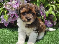 Scotty, a male Havapoo for sale in Boyden, IA – 8 of 10
