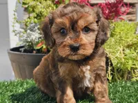 Gianna , a female Cavapoo for sale in Boyden, IA – 6 of 10