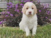 Millie, a female Goldendoodle for sale in Boyden, IA – 3 of 10