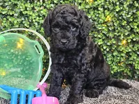 Felix, a male Whoodle for sale in Boyden, IA – 2 of 10