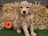 Slater, a male Goldendoodle for sale in Boyden, IA – 4 of 10