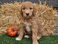Serenity , a female Goldendoodle for sale in Boyden, IA – 3 of 10