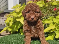 Polly, a female Poodle - Miniature  for sale in Boyden, IA – 8 of 10
