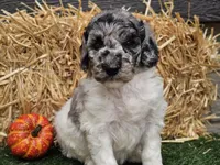 Snoopy, a male Goldendoodle for sale in Boyden, IA – 6 of 10