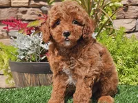 Desmond, a male Poodle - Miniature  for sale in Boyden, IA – 6 of 10