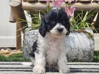 Turbo, a male Cavapoo for sale in Boyden, IA – 7 of 10
