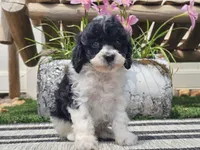 Turbo, a male Cavapoo for sale in Boyden, IA – 5 of 10