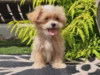 Lucky, a male Maltipoo for sale in Boyden, IA – 10 of 10