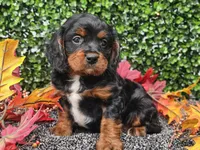 Teddy, a male Cavapoo for sale in Boyden, IA – 9 of 10