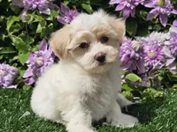 Callie, a female Havapoo for sale in Boyden, IA – 2 of 10