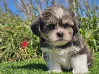 Evan, a male Shorkie for sale in Boyden, IA – 7 of 10