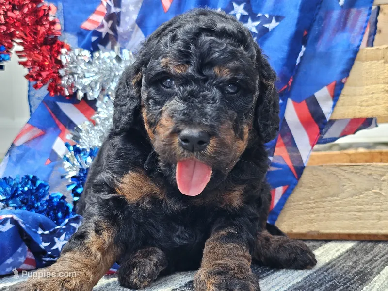 Kalla – Bernedoodle puppy for sale in Boyden, IA