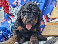 Kalla, a female Bernedoodle for sale in Boyden, IA – 1 of 10