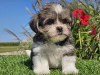 Evan, a male Shorkie for sale in Boyden, IA – 4 of 10